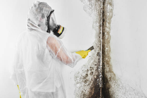 Best Same-Day Mold Removal  in Burlington, OH