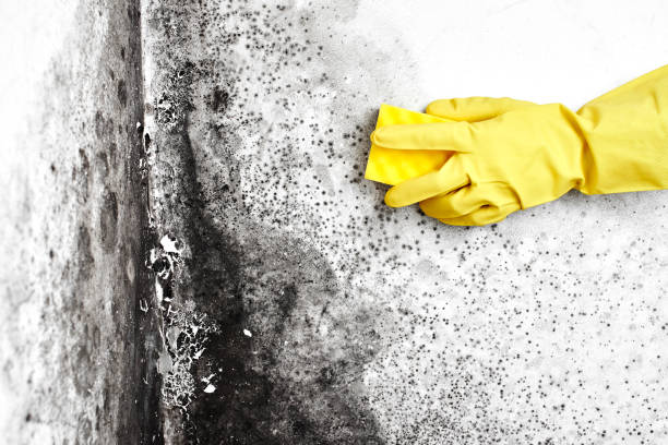 Best Certified Mold Removal  in Burlington, OH