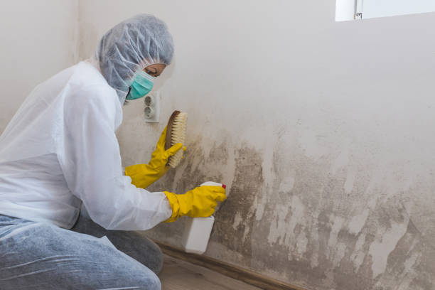 Best Mold Testing  in Burlington, OH