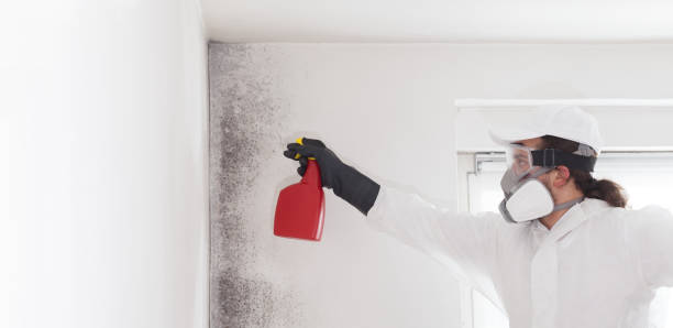 Best Same-Day Mold Removal  in Burlington, OH