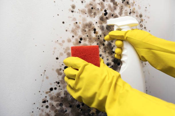 Best Mold Testing and Removal  in Burlington, OH