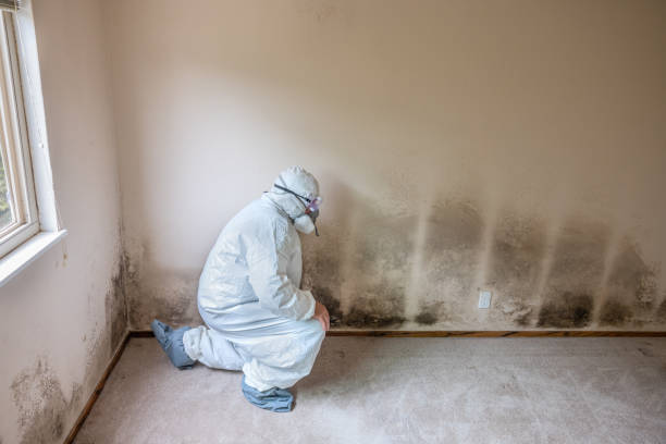 Burlington, OH Mold Removal Company