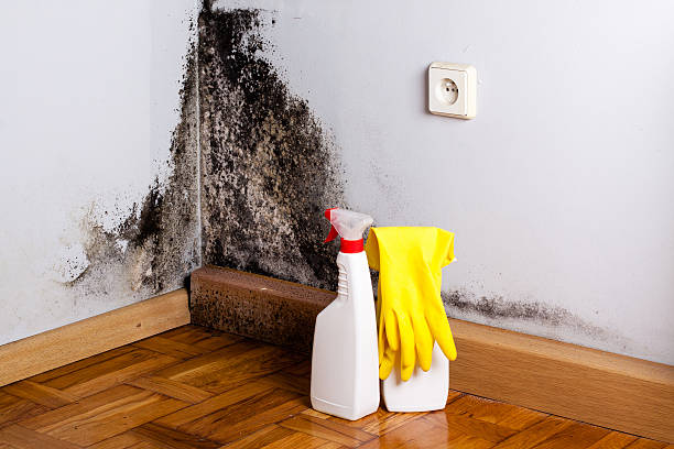 Best Local Mold Removal Service  in Burlington, OH