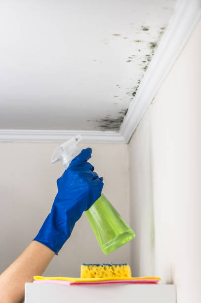Best Professional Mold Removal  in Burlington, OH