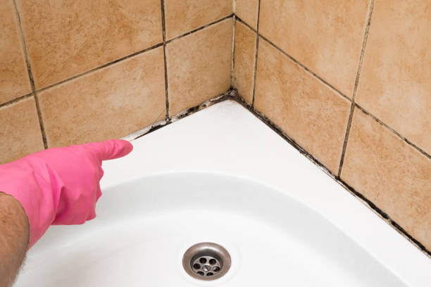 Best Home Mold Removal  in Burlington, OH